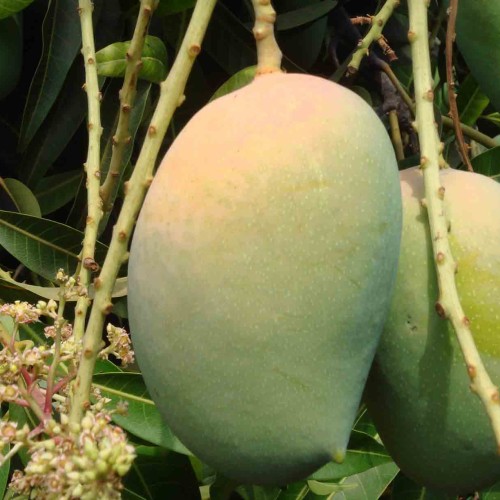 www.panchanifarm_Kesar Mango