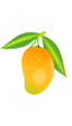 Panchani Mango_Kesar Mangoes