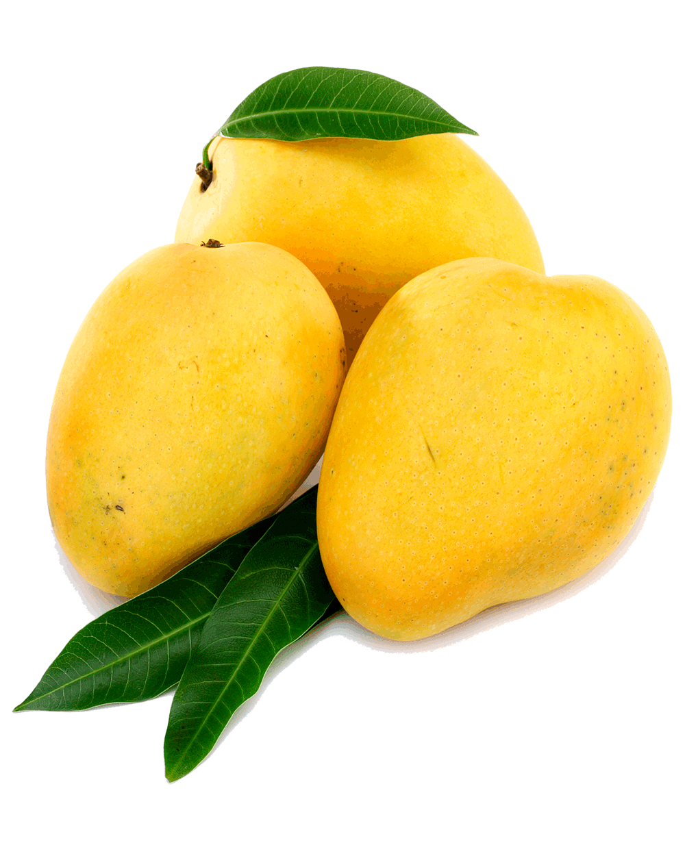Panchani Kesar Mango
