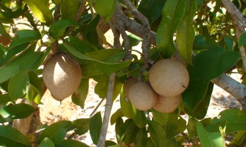 panchanifarm.com_Sapota (Chikoo)1